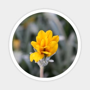 Yellow Flower Close-Up Photo Magnet